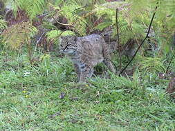 Image of Chilean cat