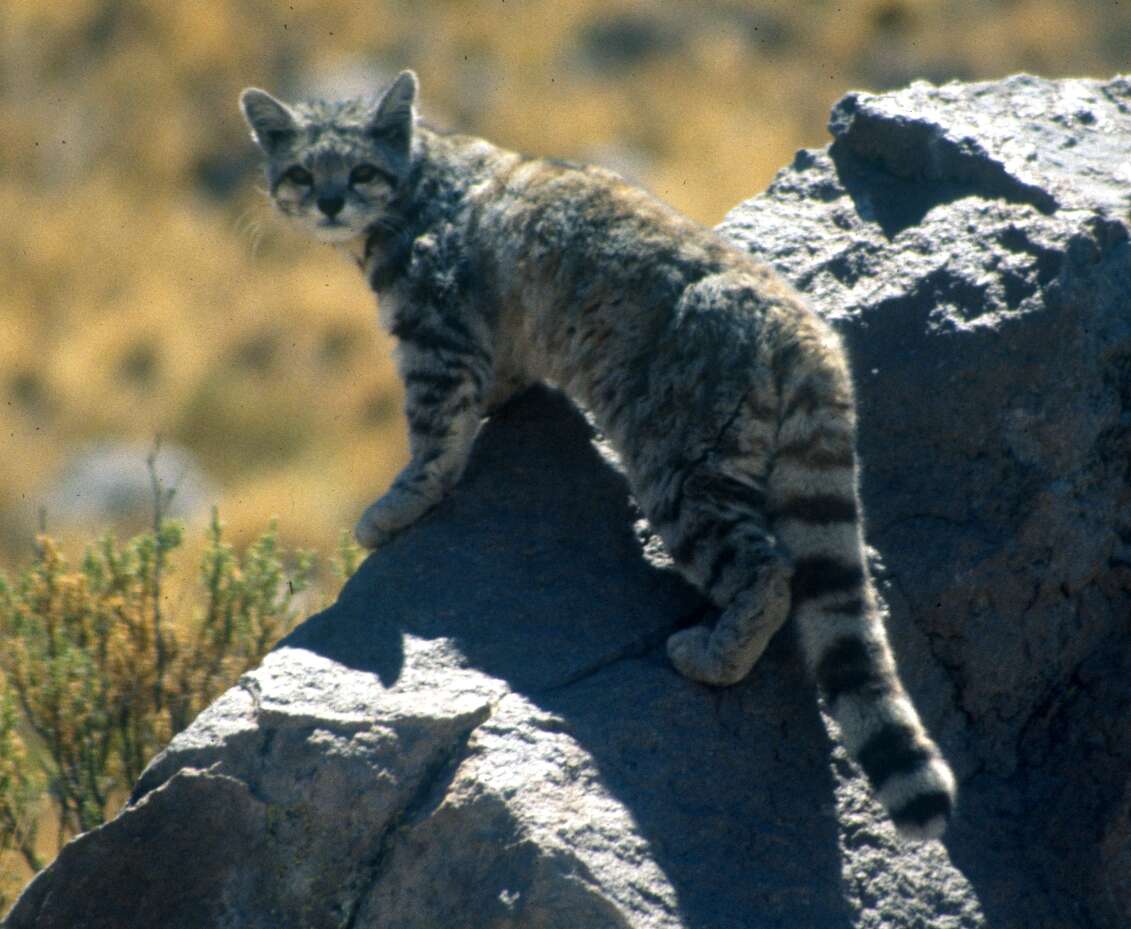 Image of Andean mountain cat