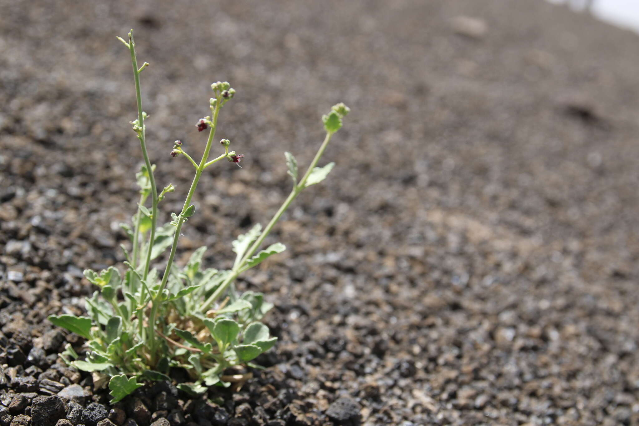 Image of Scrophularia deserti Del.