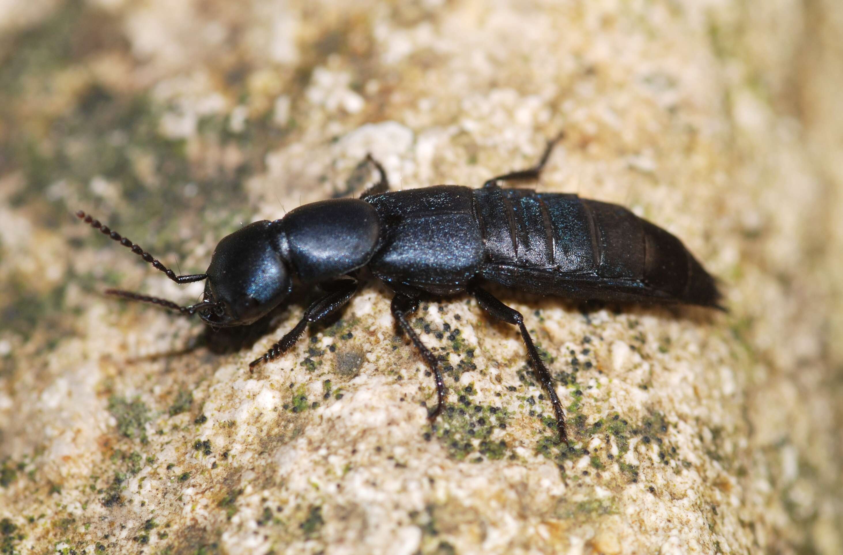 Image of Devil's Coach Horse