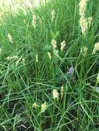 Image of quaking-grass sedge