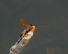 Image of Eastern Amberwing