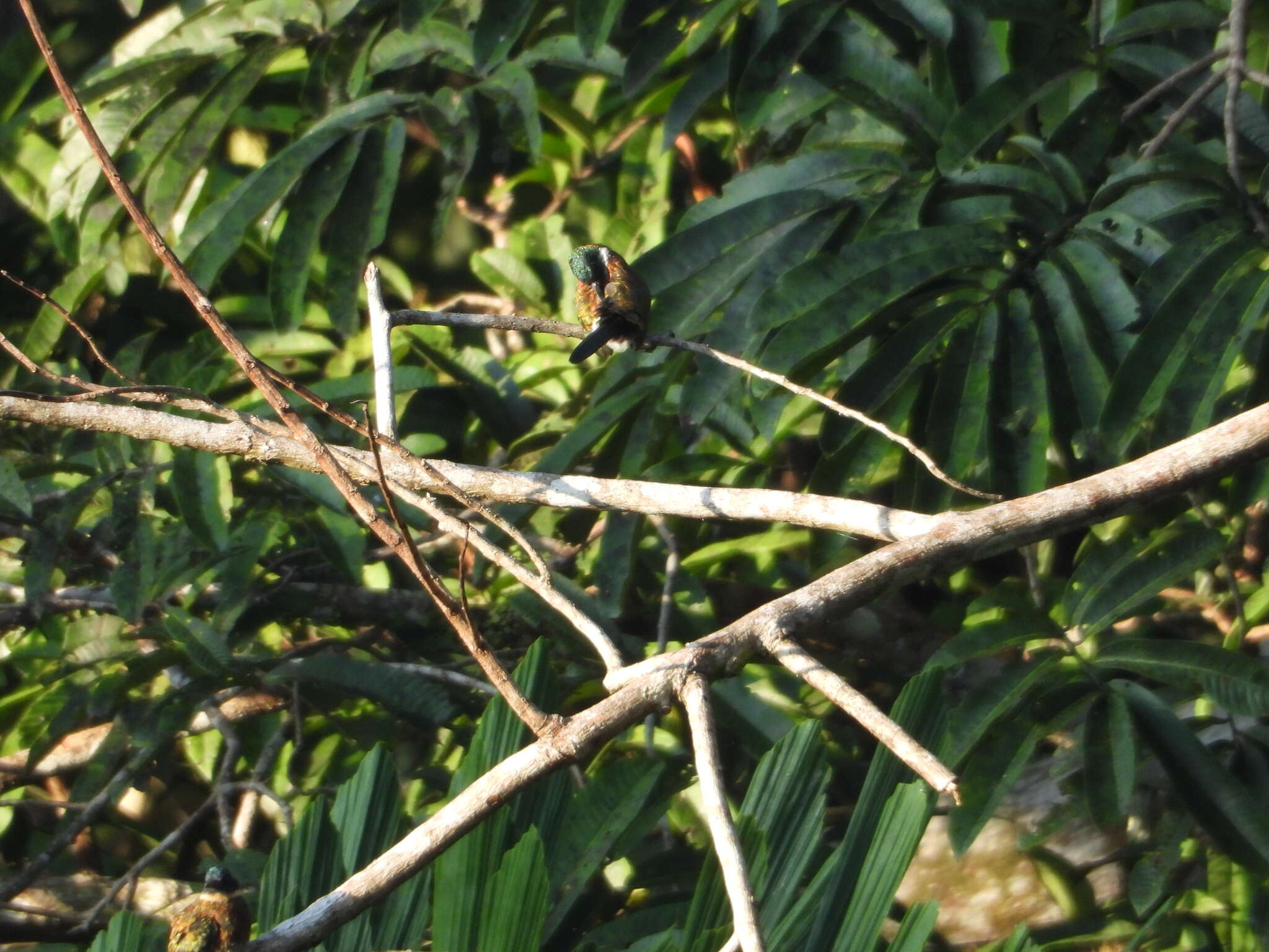 Image of Purplish Jacamar