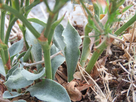 Image of Goniolimon italicum F. Tammaro, S. Pignatti & G. Frizzi