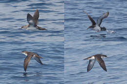 Image of Yelkouan Shearwater