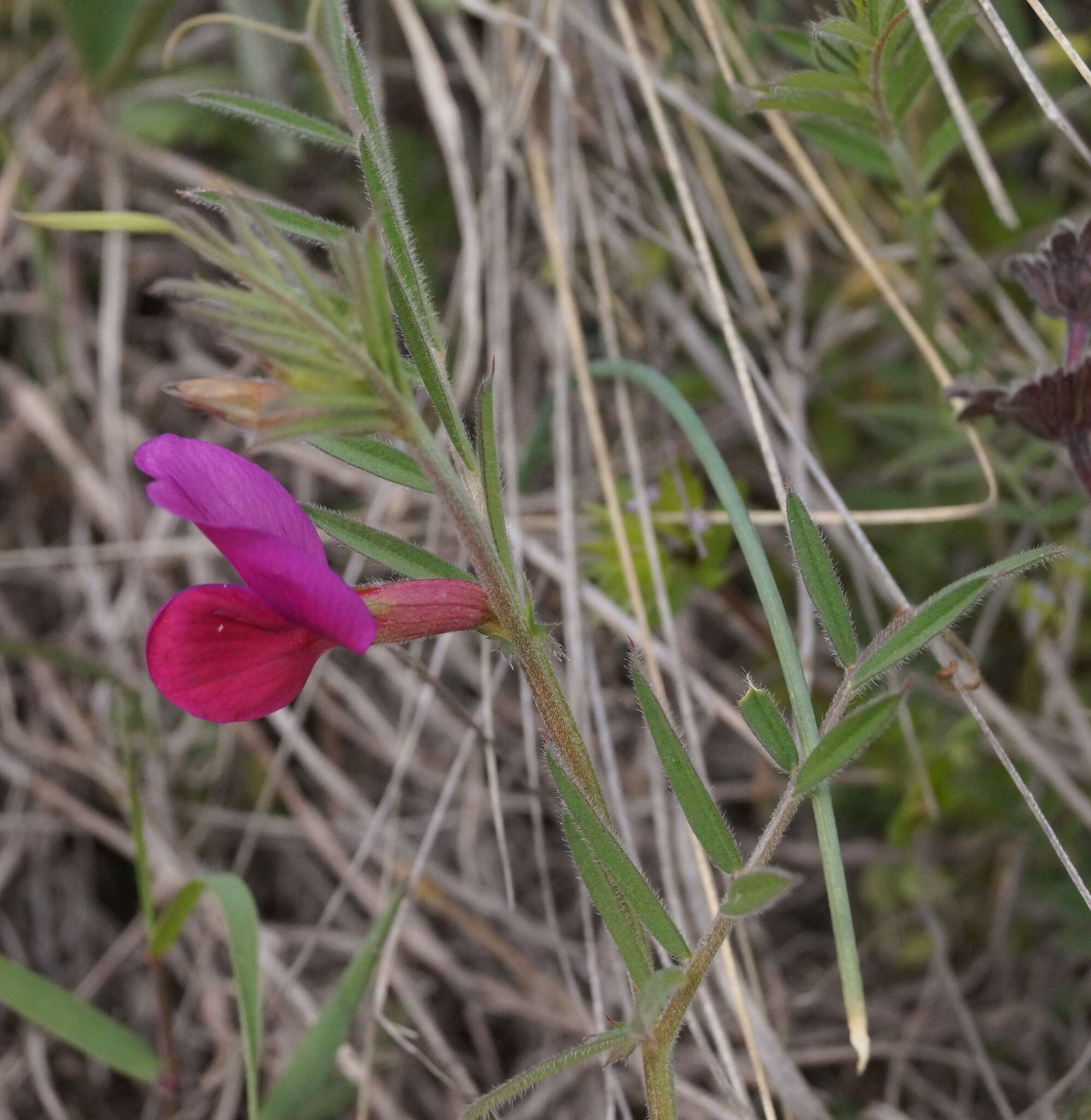 Image of subterranean vetch