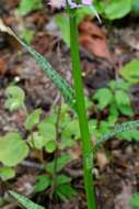 Image of Heath spotted orchid