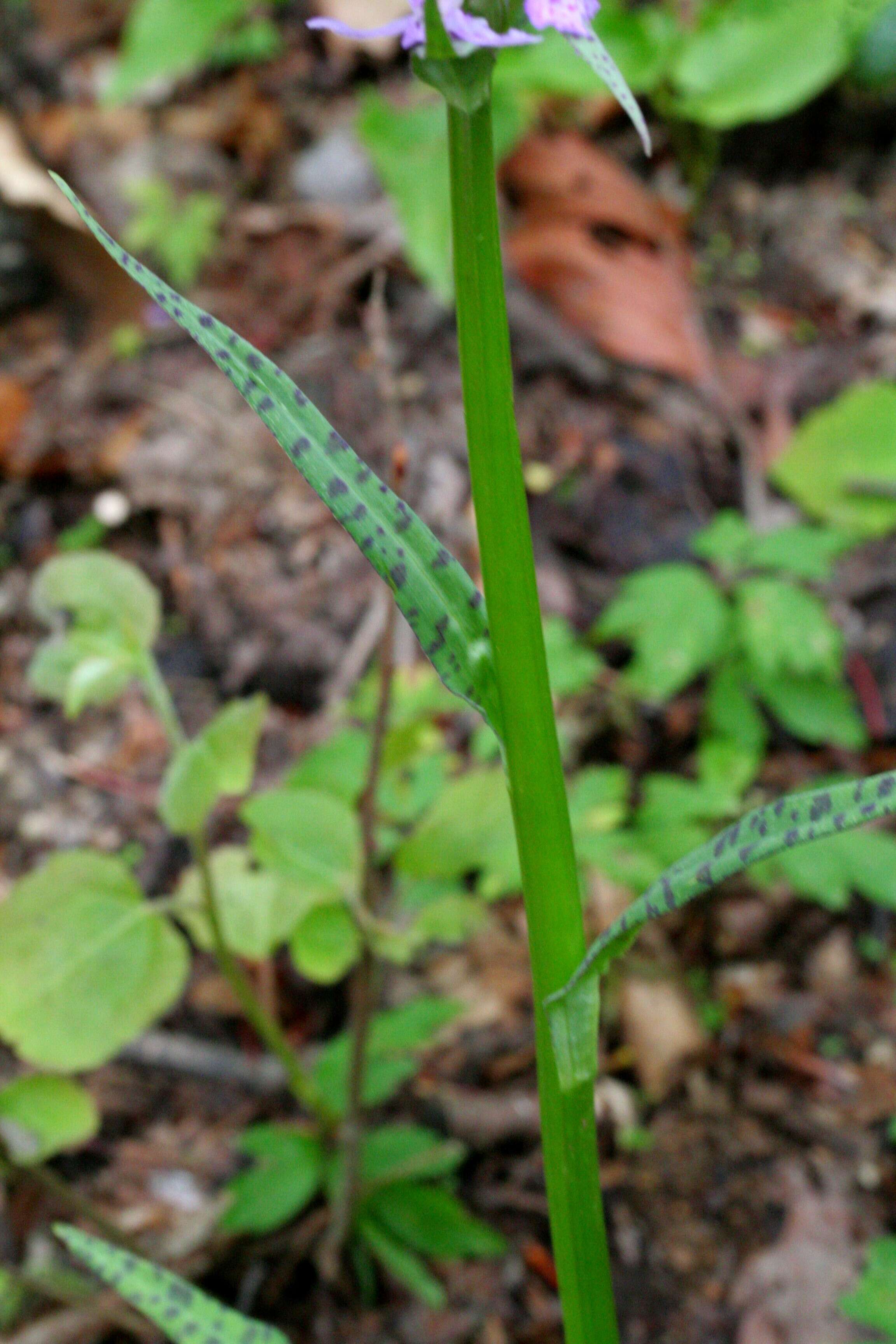 Image of Heath spotted orchid