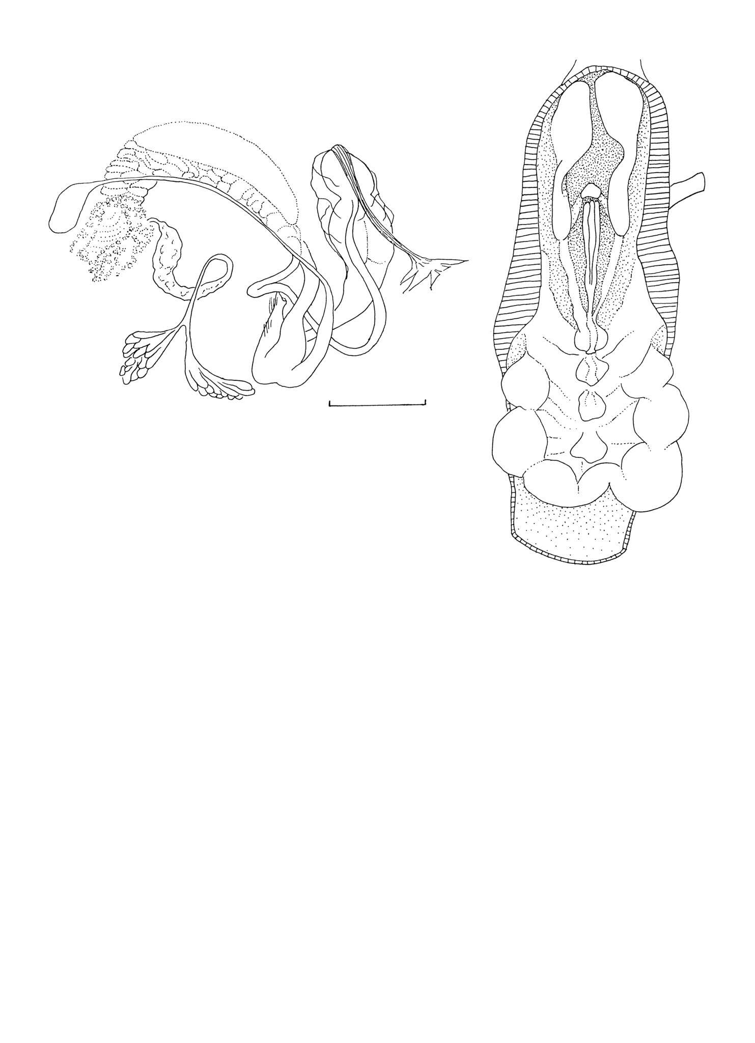 Image of Phrixgnathus glabriusculus (L. Pfeiffer 1853)