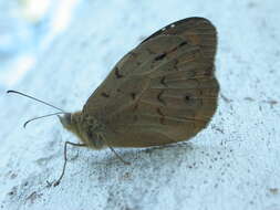 Image of Common Brown