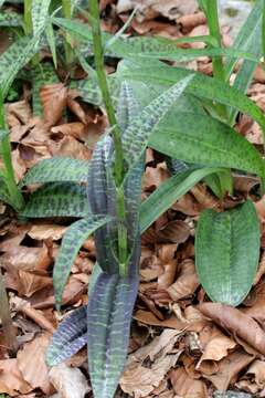 Image de orchis tacheté