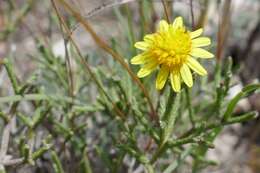 Image of Euryops ericifolius (Belang.) B. Nordenst.