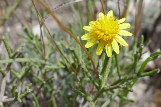 Image of Euryops ericifolius (Belang.) B. Nordenst.