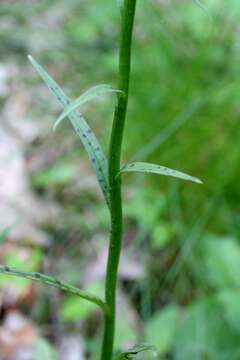 Image of Heath spotted orchid