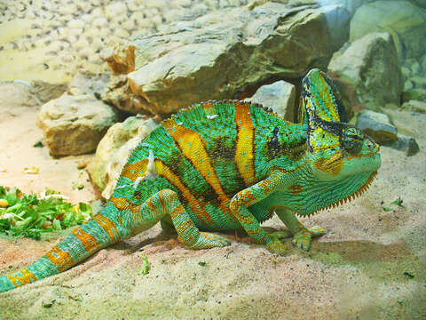 Image of Cone-head Chameleon