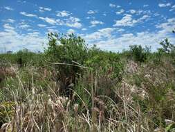 Image of Baccharis punctulata DC.