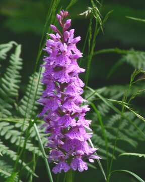 Image of Heath spotted orchid