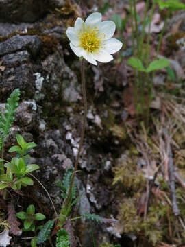 Imagem de Dryas octopetala L.