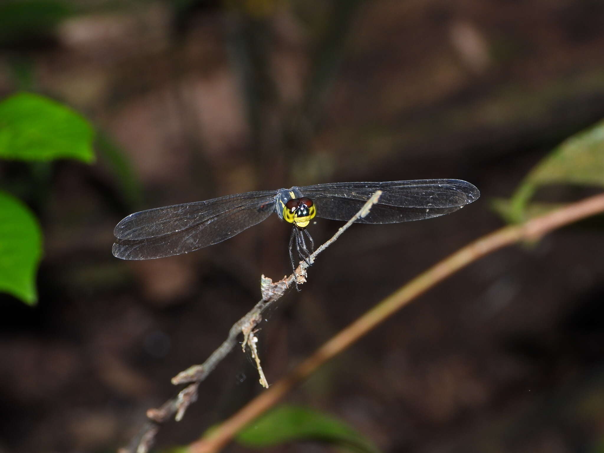 Слика од Agrionoptera sexlineata Selys 1879