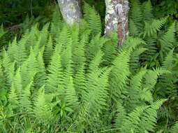 Image of hayscented fern