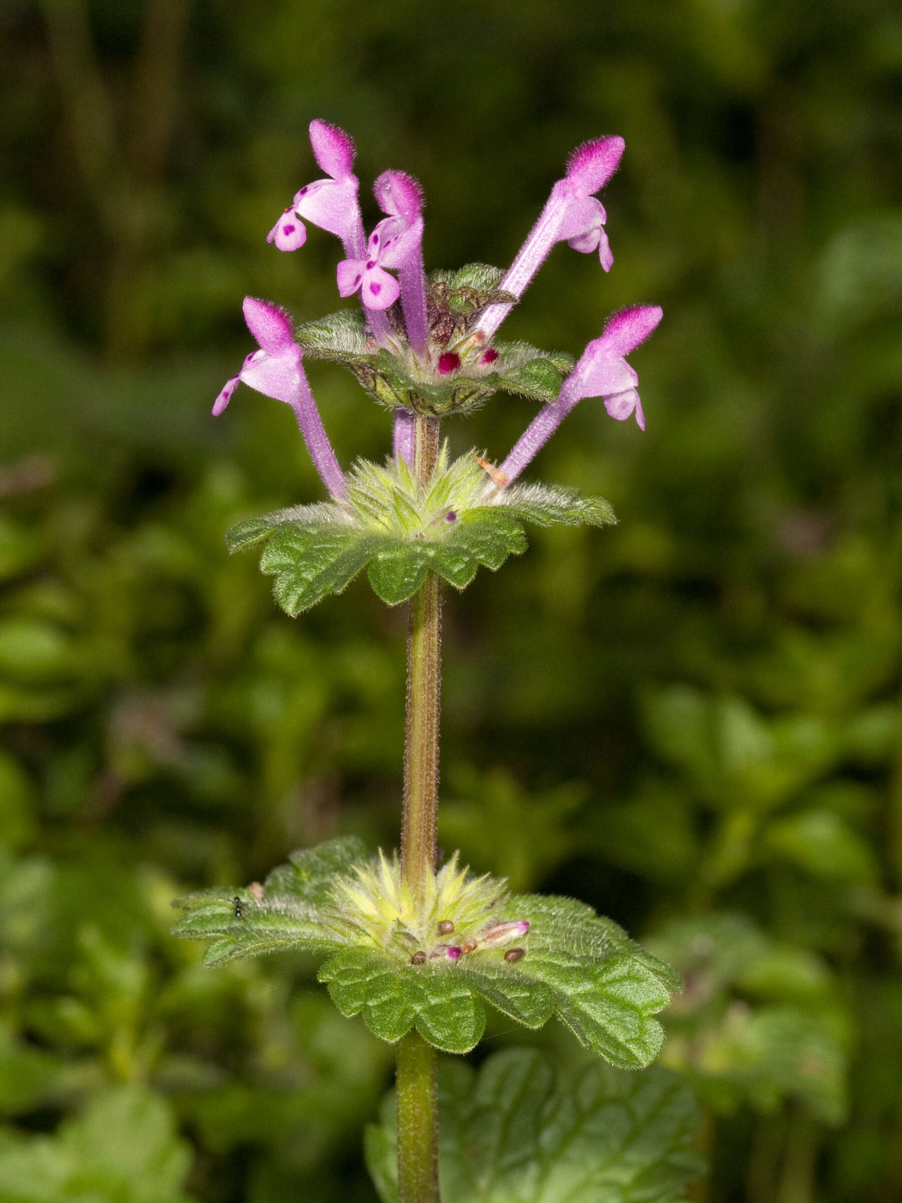 Image of common henbit