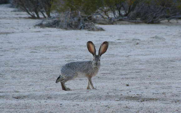 Image of Black-tailed Jackrabbit