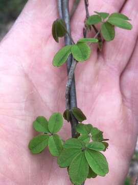 Image of chocolate vine