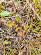 Imagem de Hydrocotyle jacksonii M. Hiroe