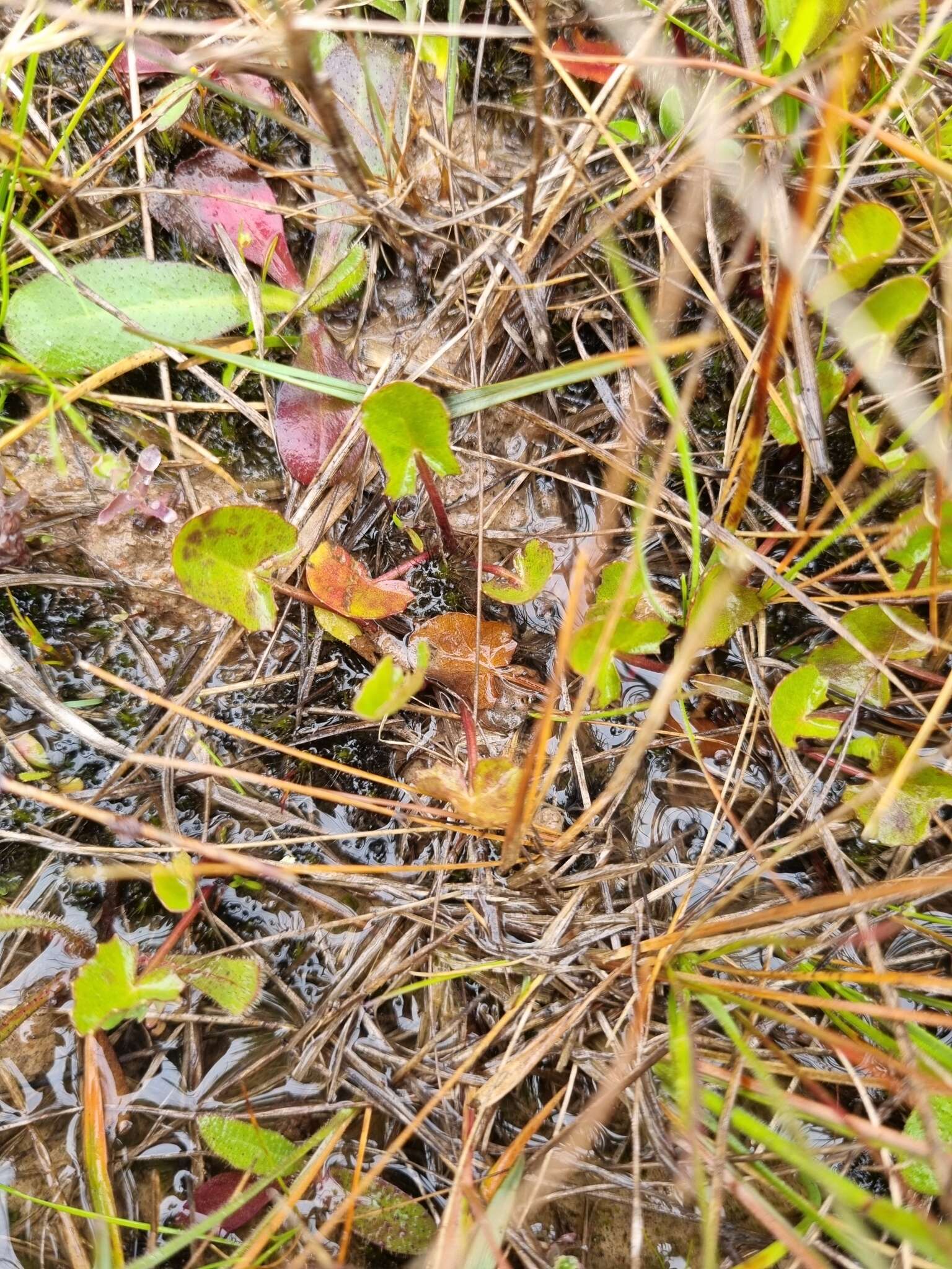 Imagem de Hydrocotyle jacksonii M. Hiroe