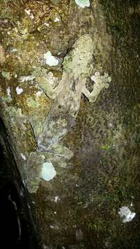 Image of Southern Flat-tail Gecko