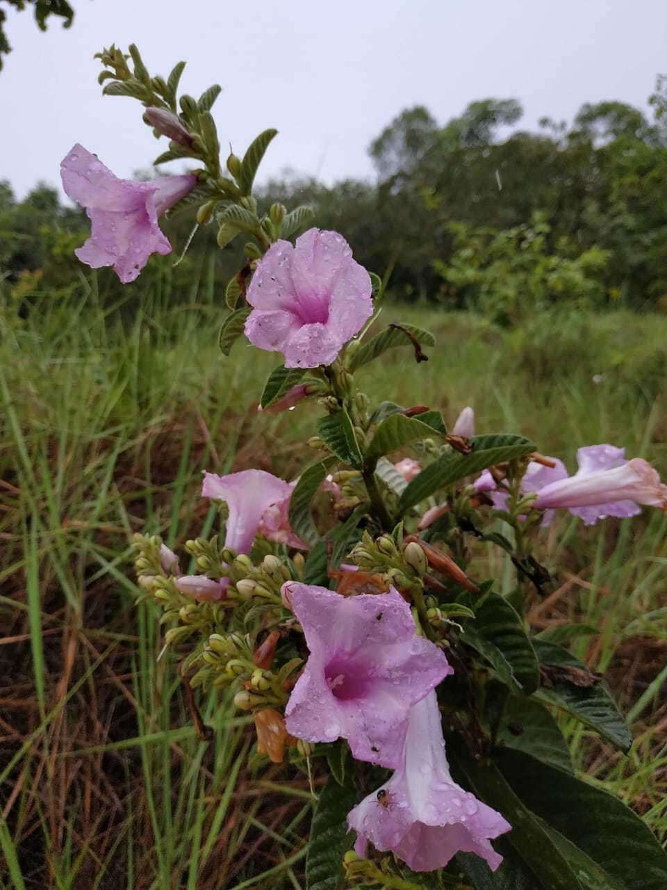 Plancia ëd Ipomoea argentea Meisn.