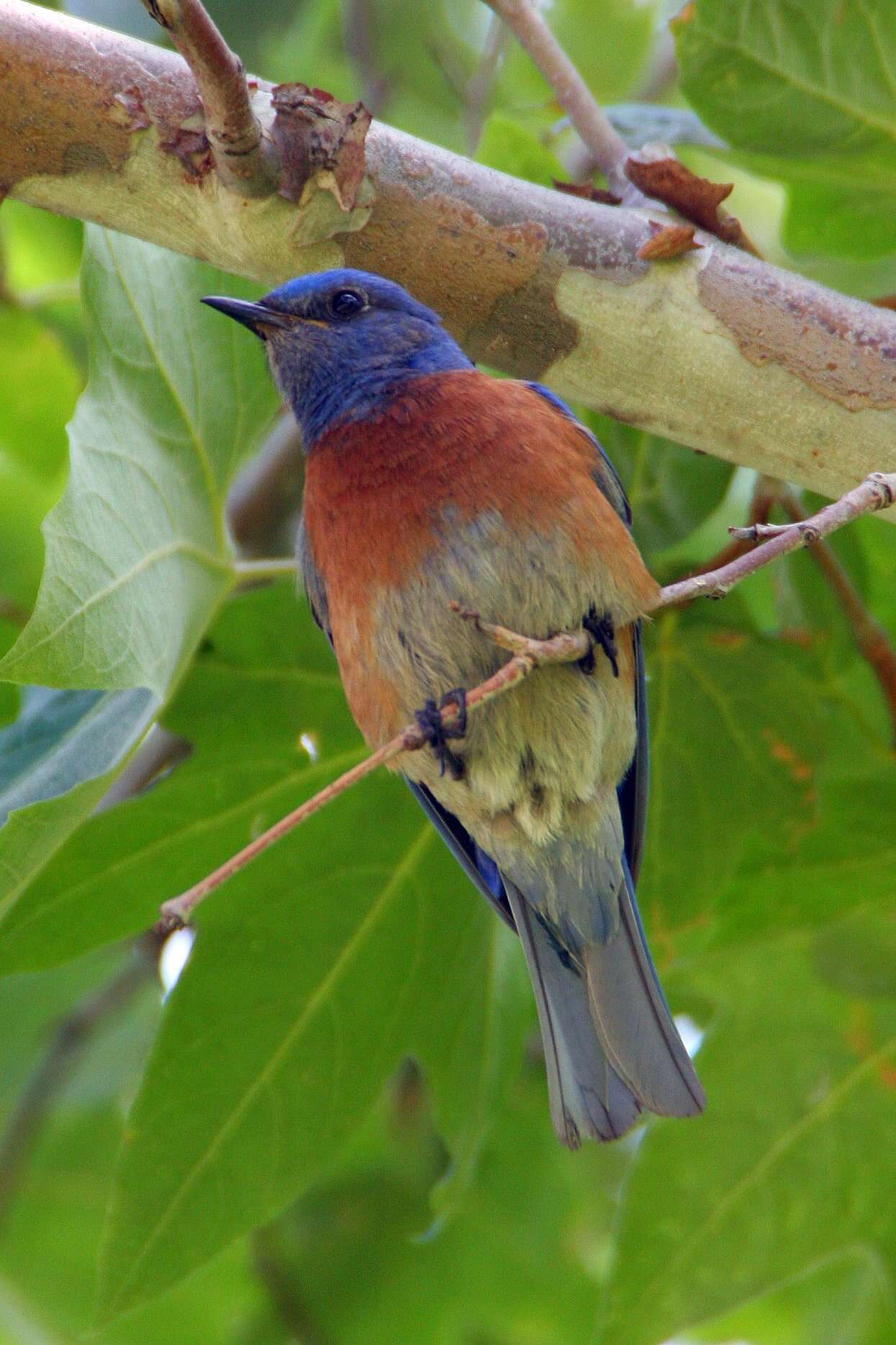 Image of Western Bluebird