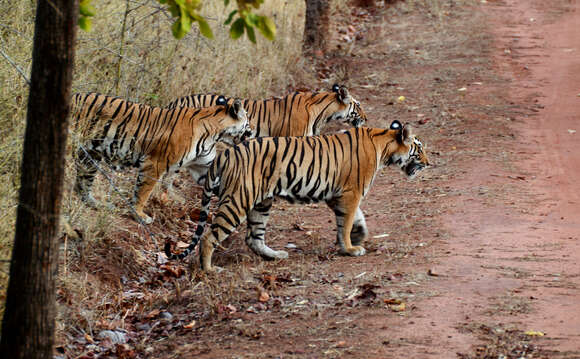 Imagem de Tigre-de-bengala