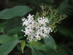 Image de Cornus foemina Mill.