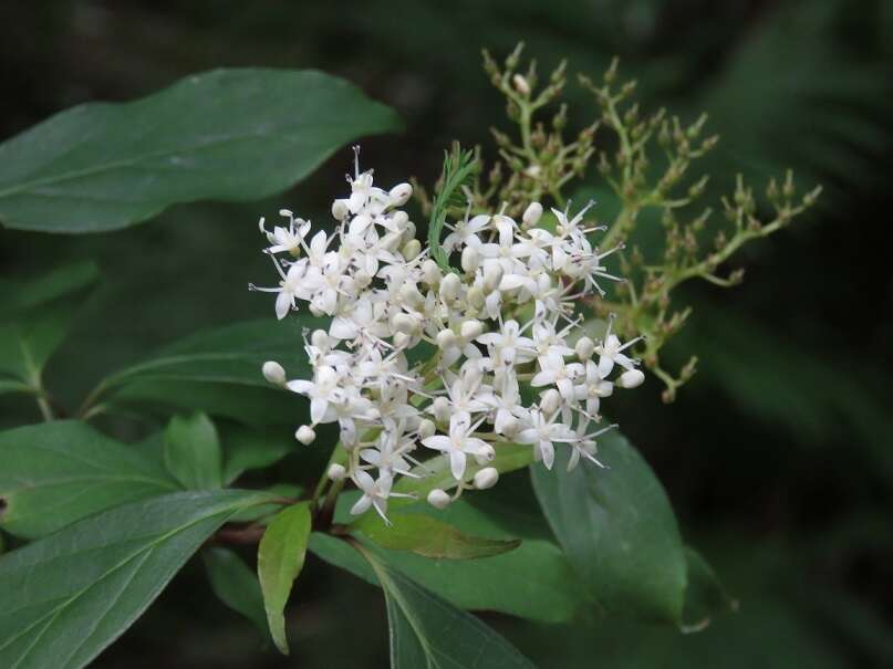 Image de Cornus foemina Mill.