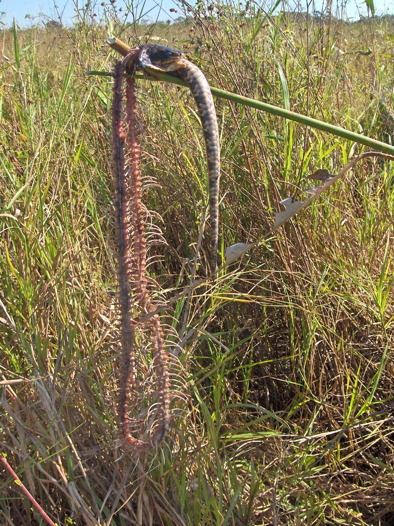 Image of Hydrodynastini Zaher, Grazziotin, Cadle, Murphy, Moura-Leite & Bonatto 2009