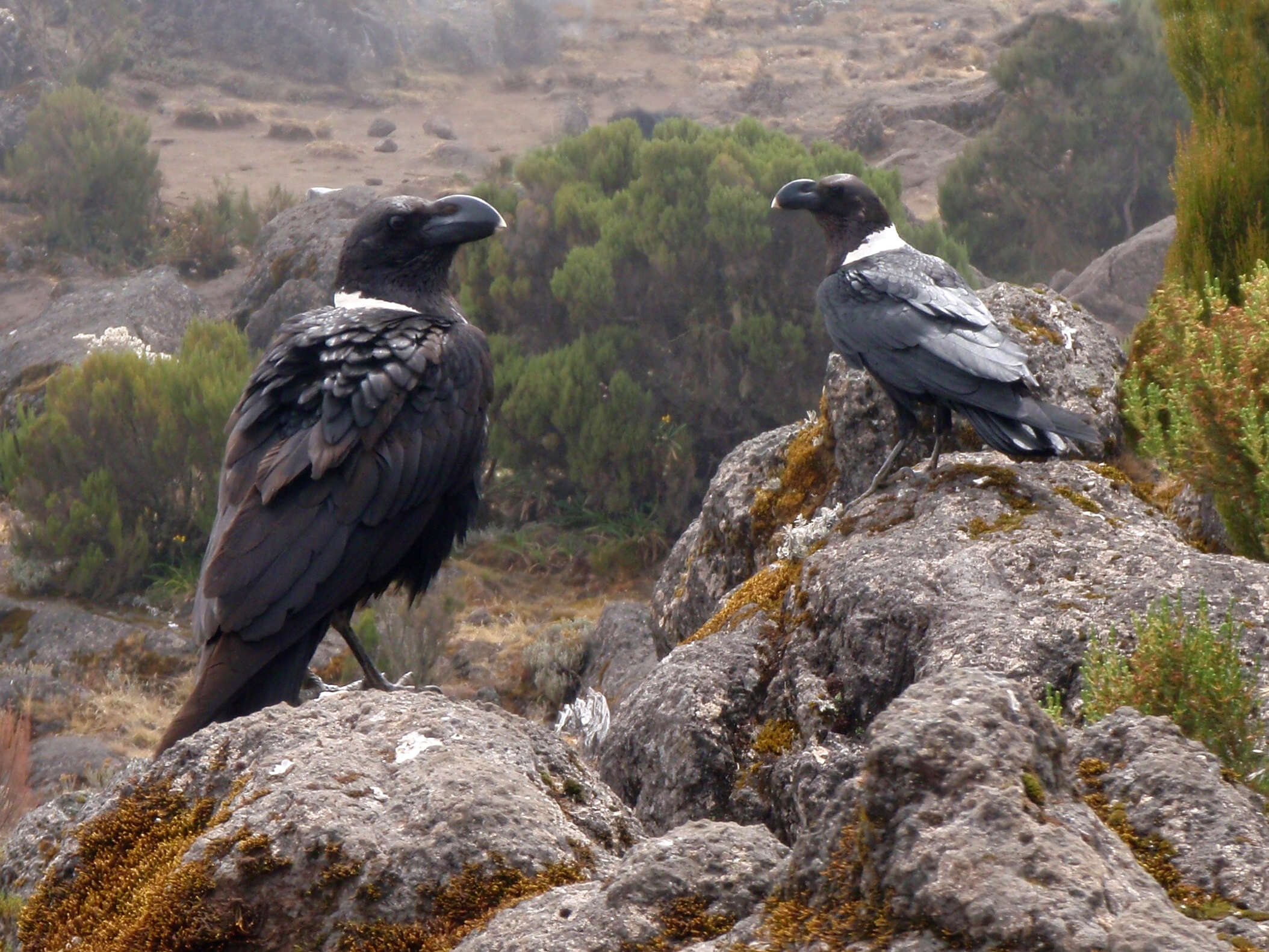 Image of White-necked Raven