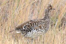 Image of Sharp-tailed Grouse