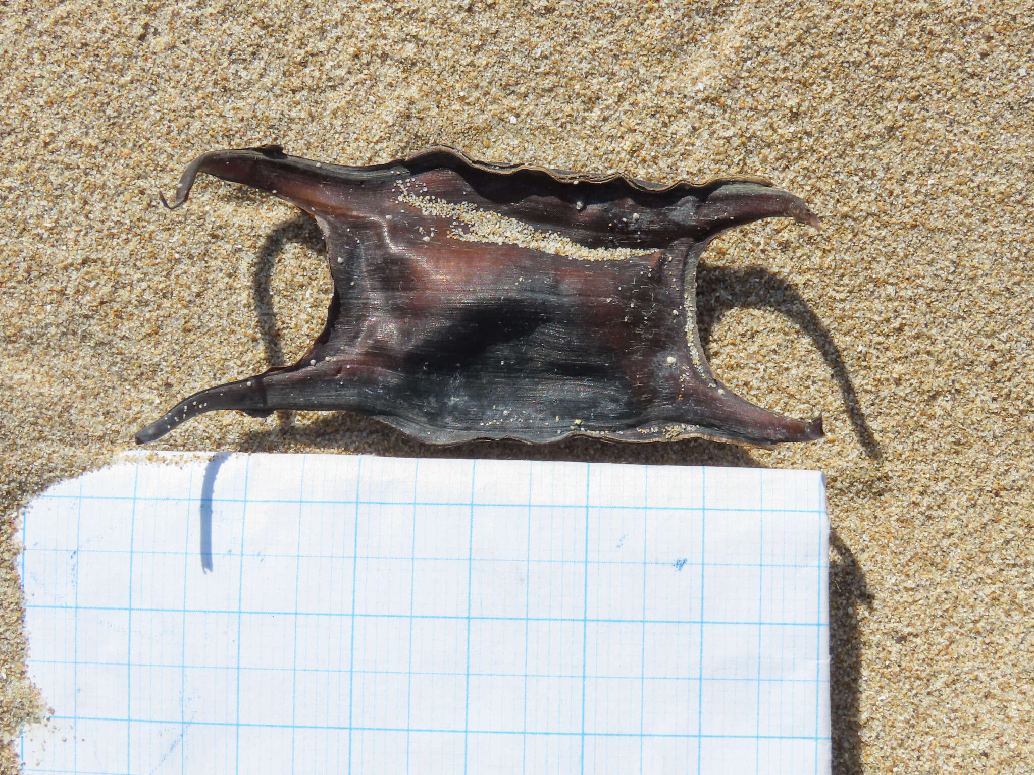 Image of Starry skate