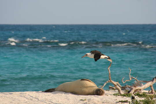 Image of Hawaiian Monk Seal