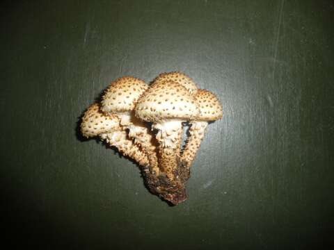 Image of shaggy scalycap