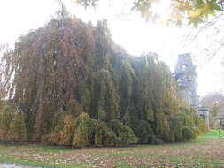 Image of Fagus sylvatica f. pendula