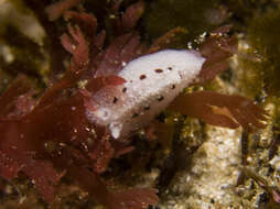 Image of Rugby-ball dorid