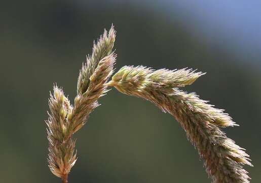 Phleum hirsutum Honck.的圖片