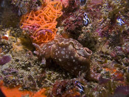 Image of Dwarf sea hare