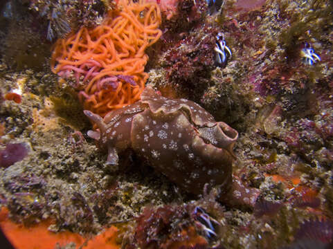 Image of Dwarf sea hare