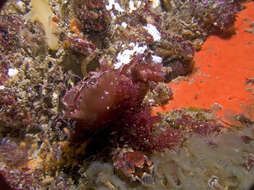 Image of Dwarf sea hare