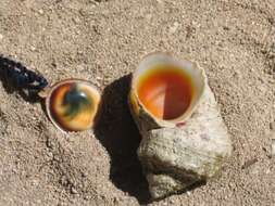 Image of cat's-eye shell