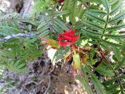 Image of Melianthus pectinatus Harv.