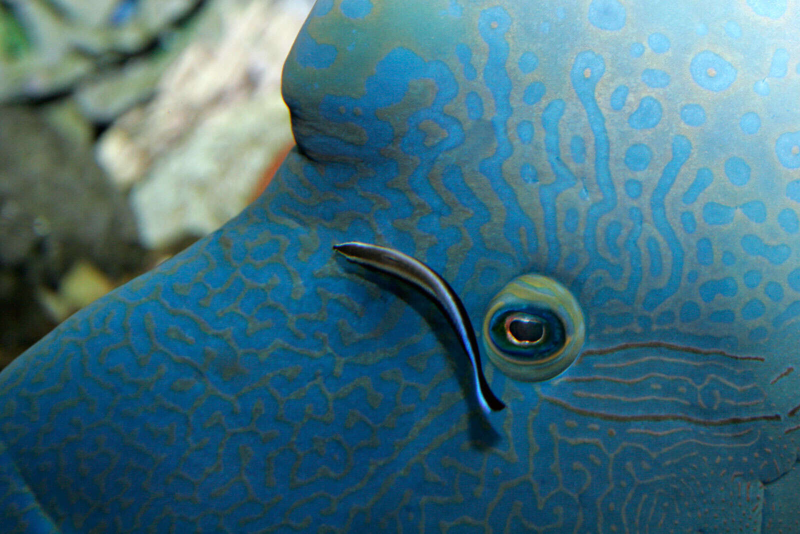 Image of Giant Wrasse